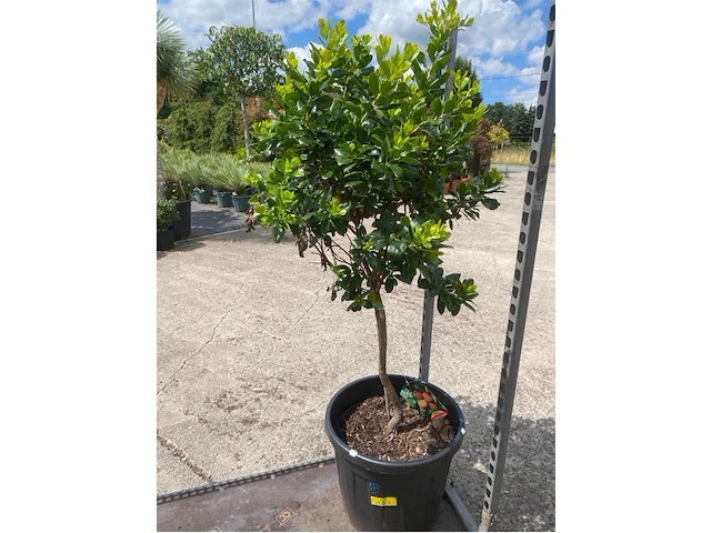 Arbutus (aardbeienboom) - afbeelding 1 van  1