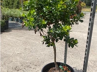 Arbutus (aardbeienboom) - afbeelding 1 van  1