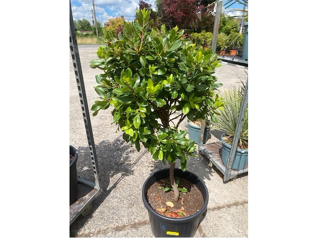 Arbutus (aardbeienboom) - afbeelding 1 van  1