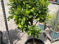 Arbutus (aardbeienboom) - afbeelding 1 van  1