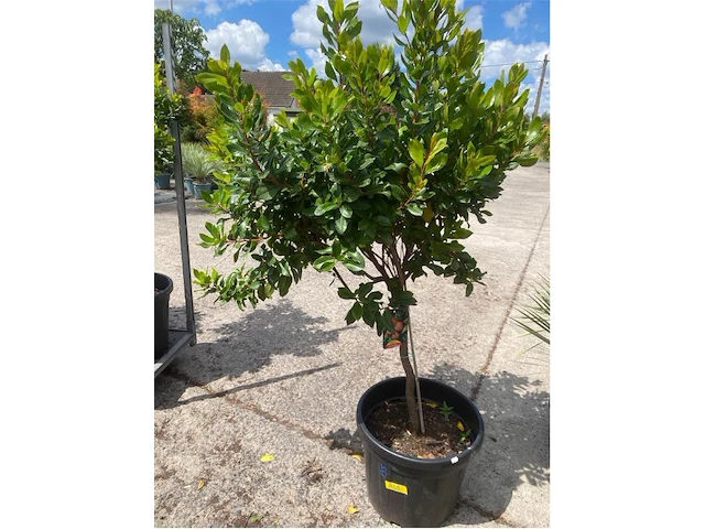 Arbutus (aardbeienboom) - afbeelding 1 van  1