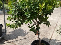 Arbutus (aardbeienboom) - afbeelding 1 van  1