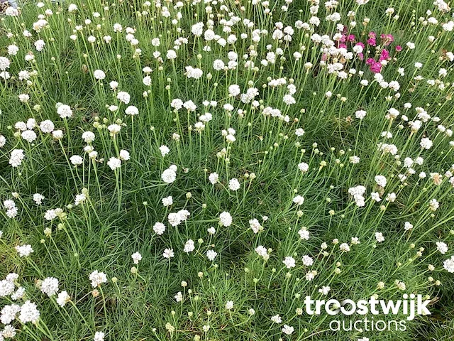 Armeria - afbeelding 1 van  2