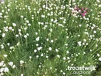 Armeria - afbeelding 1 van  2