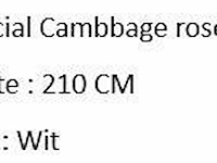 Artificial cambbage rose tree 210cm - afbeelding 1 van  1