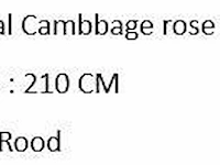 Artificial cambbage rose tree 210cm - afbeelding 2 van  2
