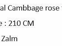 Artificial cambbage rose tree 210cm - afbeelding 2 van  2