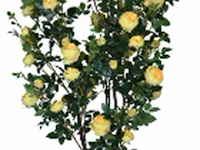Artificial cambbage rose tree 210cm - afbeelding 1 van  2