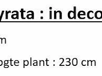Artificial ficus lyrata 230cm - afbeelding 2 van  2