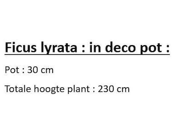 Artificial ficus lyrata 230cm - afbeelding 2 van  2