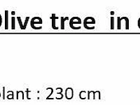 Artificial olive tree 230cm - afbeelding 2 van  2