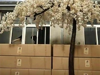 Artificial sakura boom - afbeelding 1 van  1