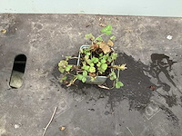 Assortiment bodembedekker - pachysandra - waldsteinia - klimop - ajuga(x400) - afbeelding 3 van  5