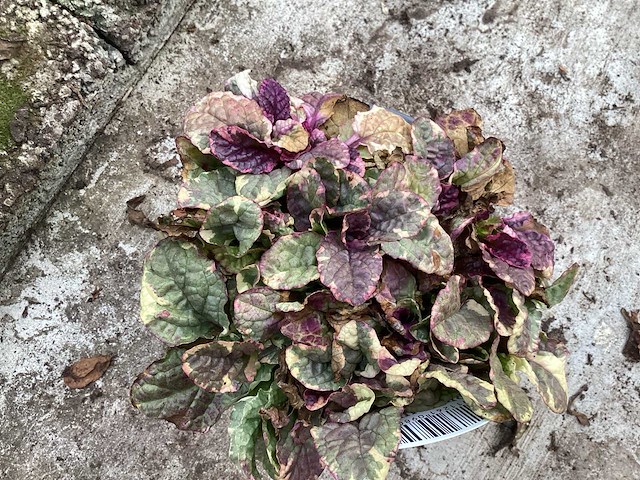 Assortiment bodembedekker - pachysandra - waldsteinia - klimop - ajuga(x400) - afbeelding 5 van  5