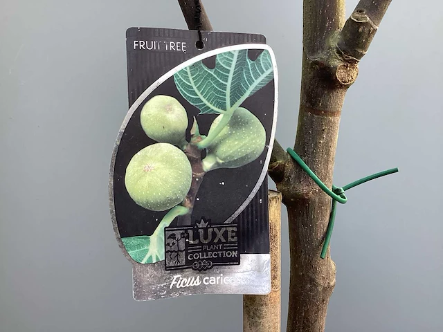 Assortiment bomen - druiven - vijgen - olijf - limoen (x4) - afbeelding 7 van  10
