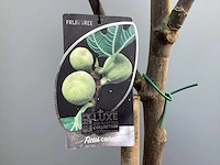 Assortiment bomen - druiven - vijgen - olijf - limoen (x4) - afbeelding 7 van  10