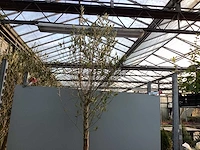 Assortiment bomen - druiven - vijgen - olijf - limoen (x4) - afbeelding 10 van  10