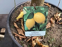 Assortiment bomen - druiven - vijgen - olijf - limoen (x4) - afbeelding 4 van  10