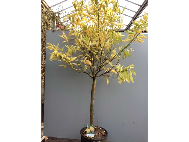 Assortiment bomen - druiven - vijgen - olijf - limoen (x4) - afbeelding 6 van  10