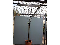 Assortiment bomen - druiven - vijgen - olijf - limoen (x4) - afbeelding 8 van  10