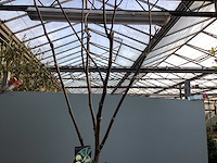 Assortiment bomen - druiven - vijgen - olijf - limoen (x4) - afbeelding 9 van  10