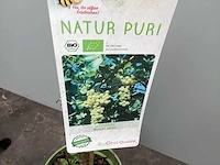 Assortiment diverse fruit en bessenstruiken - druiven - bramen en bessen (x50)