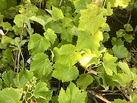 Assortiment diverse fruit en bessenstruiken - druiven - bramen en bessen (x50) - afbeelding 5 van  7