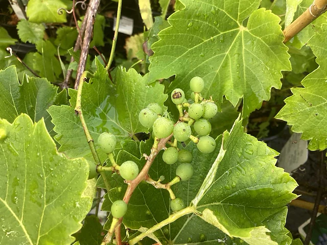 Assortiment diverse fruit en bessenstruiken - kiwi's - druiven - bramen en bessen (x50) - afbeelding 4 van  7