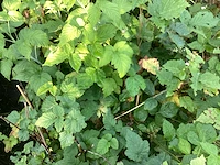 Assortiment diverse fruit en bessenstruiken - kiwi's - druiven - bramen en bessen (x50) - afbeelding 7 van  7