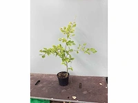 Assortiment diverse haagplanten - - haagbeuken - meidoorn (x200) - afbeelding 4 van  4