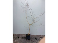 Assortiment diverse haagplanten - - haagbeuken - meidoorn (x200) - afbeelding 1 van  4