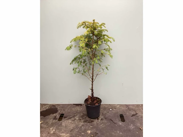 Assortiment diverse haagplanten - taxus - haagbeuken - meidoorn (x200) - afbeelding 2 van  4