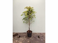 Assortiment diverse haagplanten - taxus - haagbeuken - meidoorn (x200) - afbeelding 2 van  4