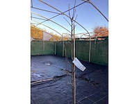 Assortiment fruitstammen - appel - peer - kers en pruimenstam (x24) - afbeelding 5 van  13