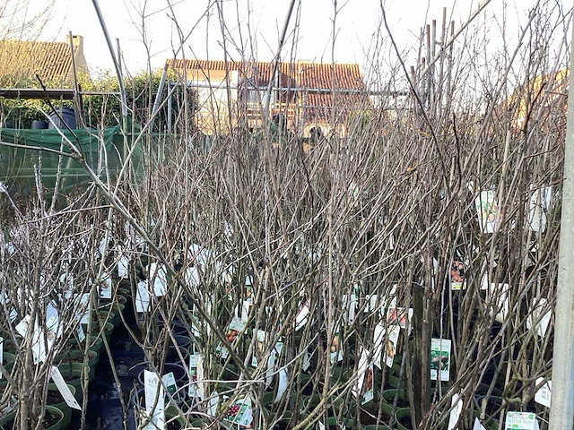 Assortiment fruitstammen - appel - peer - kers en pruimenstam (x24) - afbeelding 12 van  13