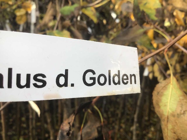 Assortiment fruitstammen - appel - peer - kers en pruimenstam (x24) - afbeelding 6 van  13