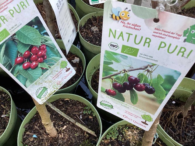 Assortiment fruitstammen - appel - peer - kers en pruimenstam (x24) - afbeelding 9 van  13