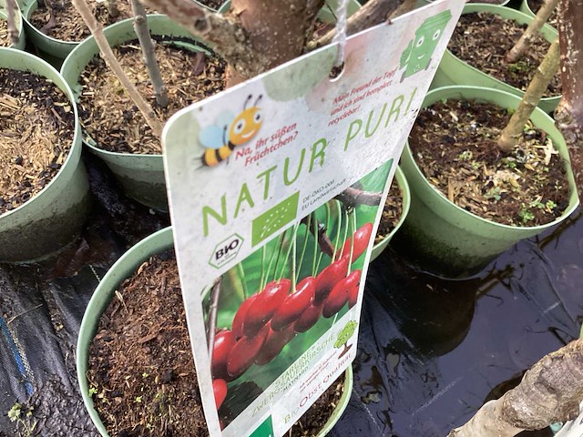 Assortiment fruitstammen - appel - peer - kers en pruimenstam (x24) - afbeelding 11 van  13