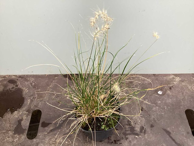 Assortiment grassen - pennesetum - carex - fetuca glauca - liriope (x200) - afbeelding 1 van  5