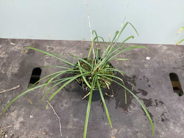 Assortiment grassen - pennesetum - carex - fetuca glauca - liriope (x200) - afbeelding 4 van  5