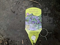 Assortiment haagplanten en struiken - krenten - crosnus rood & geel - cariopteris - vlinderstruiken (x40) - afbeelding 10 van  13