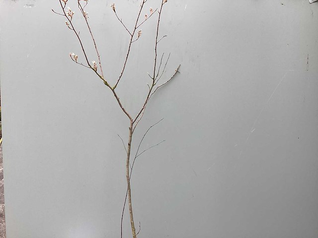 Assortiment haagplanten en struiken - krenten - crosnus rood & geel - cariopteris - vlinderstruiken (x40) - afbeelding 1 van  13