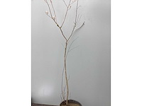 Assortiment haagplanten en struiken - krenten - crosnus rood & geel - cariopteris - vlinderstruiken (x40) - afbeelding 6 van  13