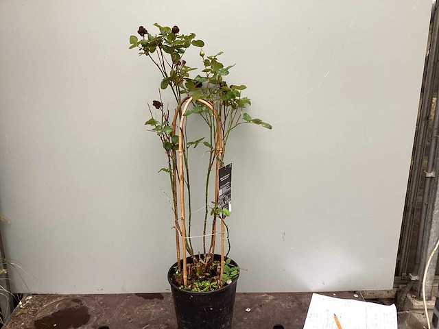 Assortiment klimplanten - klimrozen - klimhortensia - jasmijn - passiflora (x40) - afbeelding 1 van  8