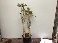 Assortiment klimplanten - klimrozen - klimhortensia - jasmijn - passiflora (x40) - afbeelding 1 van  8