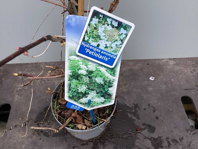 Assortiment klimplanten - klimrozen - klimhortensia - jasmijn - passiflora (x40) - afbeelding 3 van  8