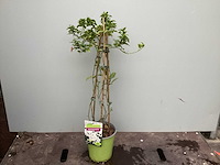 Assortiment klimplanten - klimrozen - klimhortensia - jasmijn - passiflora (x40) - afbeelding 6 van  8