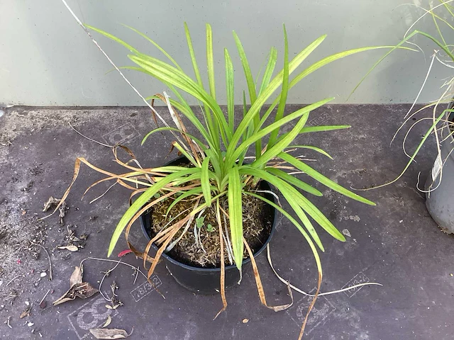 Assortiment siergrassen - pampa's - pennesetum hamelen - carex - liriope (x200) - afbeelding 6 van  6