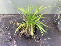 Assortiment siergrassen - pampa's - pennesetum hamelen - carex - liriope (x200) - afbeelding 6 van  6