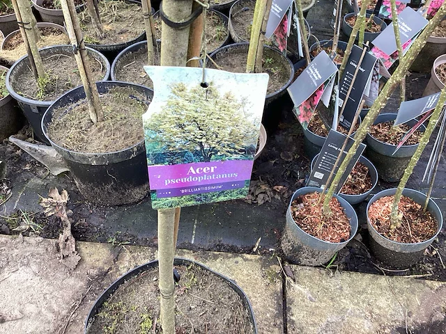Assortiment sierstammen - acer - prunus kanzan - salix - syringen (x20) - afbeelding 1 van  8